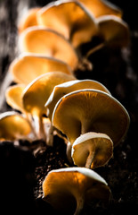 Mushrooms are a type of fungus that depends on trees. There are both edible and inedible
