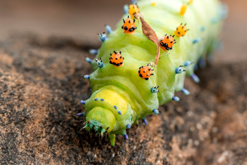 caterpillar © jacob