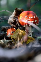 muchomor czerwony © Piotr Łaskawski