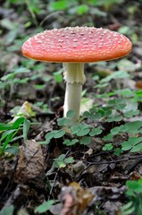 muchomor czerwony © Piotr Łaskawski
