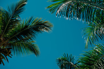 Fototapeta na wymiar Palm trees background behind blue sky. Concept travel