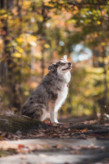 Dog Posing in the woods with fall color in the midwest