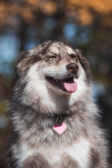 Dog Posing in the woods with fall color in the midwest