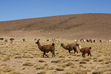 Herd of llamas on the Bolivia plateau