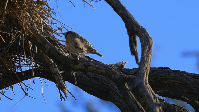 bird in his nest