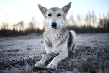Charismatic dog at walk in winter at dawn