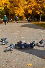 Pigeons eat grain on a stone road in the park on a autumn day.