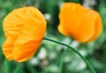 Fototapeta premium orange flower