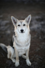 Charismatic dog at walk in winter at dawn