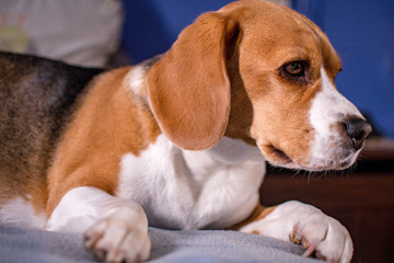 Beagle dog