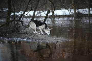 Obraz premium Charismatic dog at walk in winter at dawn