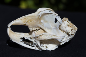 Skull of a hare on a black background. Rodent - (Lepus timidus). The bones of the head of the animal. © Piotr