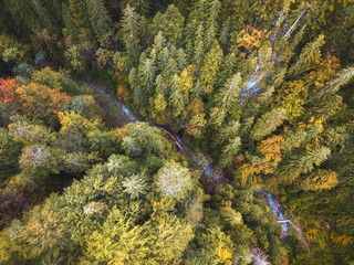 autumn in the forest
