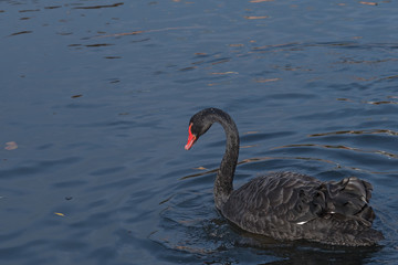 A black swan (Cygnus atratus) swims in the lake on an autumn day.