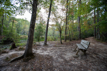 bench along overlook on hiking trail calvert cliffs state park southern maryland usa