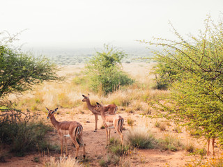 impala in africa