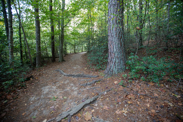 hiking trail calvert cliffs state park southern maryland usa