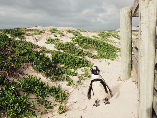 Fototapeta na wymiar penguin