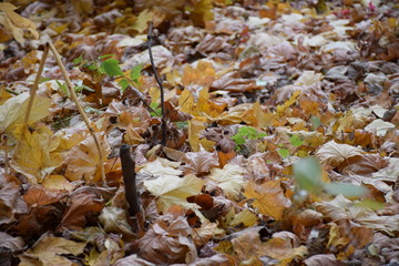 Autumn