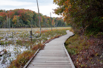 view from boardwalk path at calvert cliffs state park in southern maryland usa