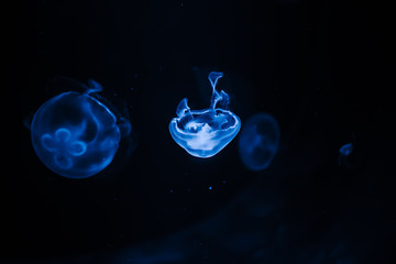 Lots of beautiful sea jellyfish on a black background. Underwater life.