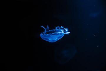 Naklejka na ściany i meble Abstract sea background - aquarium blue jellyfish. Copyspace.