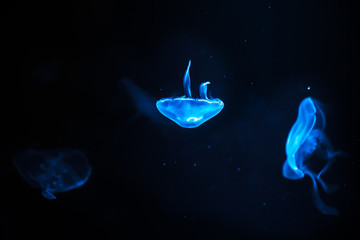 Pale transparent sea jellyfish on black, illuminated by neon light. Copyspace.