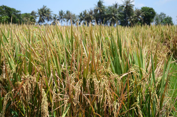 Rice grain and yellow gold color paddy field