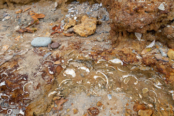 shell fossils miocene epoch calvert cliffs state park chesapeake bay southern maryland usa