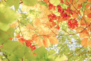 Bright background of colored leaves in autumn. Green, yellow and orange color
