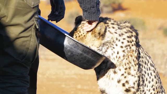 Feeding a cheetah in Namibia
