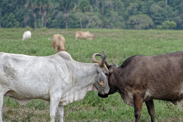 Une grande entente entre les zébus Brahman - Macouria - Guyane française