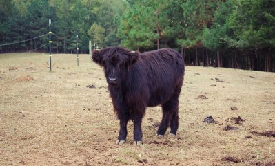 Fototapeta premium Cattle in foreground standing in field with trees in background.