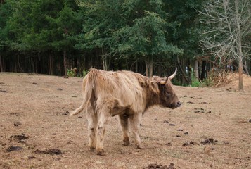 Cattle in foreground standing in field with trees in background.