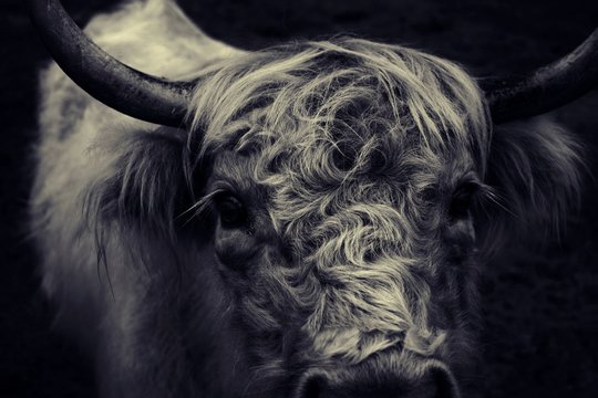 Close up photo of highland cow head, in black and white with dark shadows.