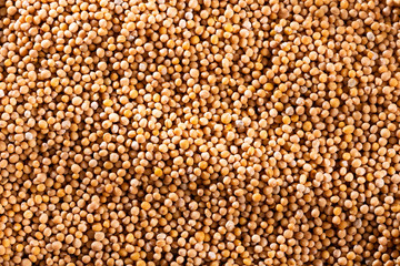 Sinapis alba - Yellow mustard seeds