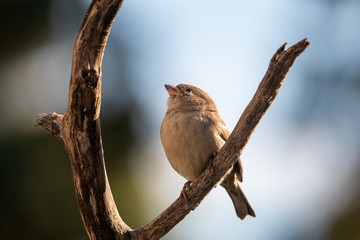 sparrow on a branch