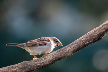 House sparrow