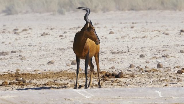 Bubale au parc national d'etosha en namibie, afrique