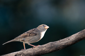 House sparrow female
