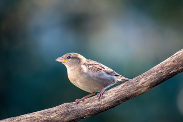 House sparrow