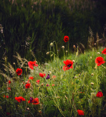 poppy field of red poppies