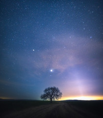 Obraz na płótnie Canvas tree and the stars
