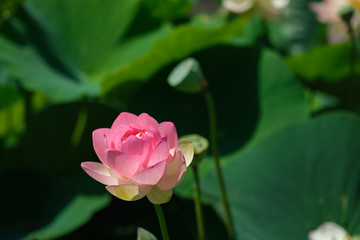 a Sacred Lotus in a field of lily pads