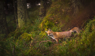 Fox in the woods