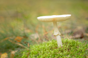 The Death Cap - Amanita phalloides