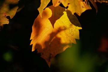 autumn leaves