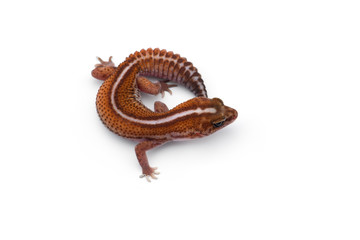 African fat tail gecko isolated on white background