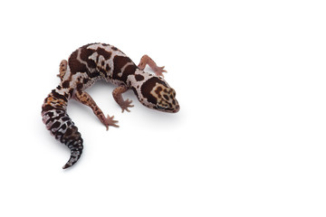 African fat tail gecko isolated on white background