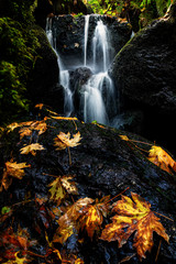 A Small Waterfall in Autumn with Maple Leaves